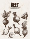 Digital vector detailed line art beet Royalty Free Stock Photo