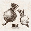 Digital vector detailed line art beet Royalty Free Stock Photo