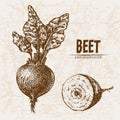 Digital vector detailed line art beet Royalty Free Stock Photo