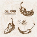 Digital vector detailed line art chili pepeper