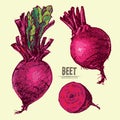 Digital vector detailed line art color beet Royalty Free Stock Photo