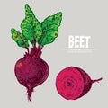 Digital vector detailed line art color beet Royalty Free Stock Photo