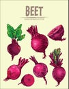 Digital vector detailed line art color beet Royalty Free Stock Photo