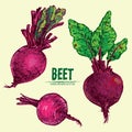 Digital vector detailed line art color beet Royalty Free Stock Photo