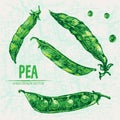 Digital vector detailed line art color pea Royalty Free Stock Photo