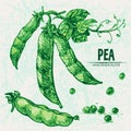 Digital vector detailed line art color pea Royalty Free Stock Photo