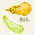 Digital vector detailed line art color squash Royalty Free Stock Photo