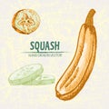 Digital vector detailed line art color squash Royalty Free Stock Photo