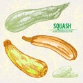 Digital vector detailed line art color squash Royalty Free Stock Photo