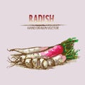 Digital vector detailed line art radish Royalty Free Stock Photo