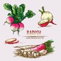 Digital vector detailed line art radish Royalty Free Stock Photo