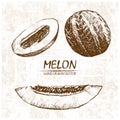 Digital vector detailed melon hand drawn Royalty Free Stock Photo