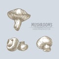 Digital vector detailed mushrooms hand drawn Royalty Free Stock Photo