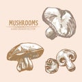 Digital vector detailed mushrooms hand drawn Royalty Free Stock Photo