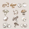 Digital vector detailed mushrooms hand drawn Royalty Free Stock Photo