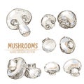 Digital vector detailed mushrooms hand drawn Royalty Free Stock Photo