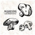 Digital vector detailed mushrooms hand drawn Royalty Free Stock Photo