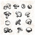 Digital vector detailed mushrooms hand drawn Royalty Free Stock Photo