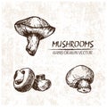 Digital vector detailed mushrooms hand drawn Royalty Free Stock Photo