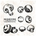 Digital vector detailed mushrooms hand drawn Royalty Free Stock Photo