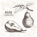 Digital vector detailed pear hand drawn
