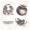 Digital vector detailed pomegranate hand drawn