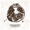 Digital vector detailed pomegranate hand drawn