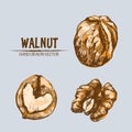 Digital vector detailed walnut hand drawn