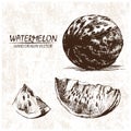 Digital vector detailed watermelon hand drawn Royalty Free Stock Photo