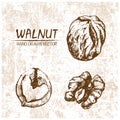 Digital vector walnut hand drawn illustration