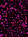 Digital vivid pink polka dots on black Royalty Free Stock Photo