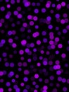 Digital vivid purple polka dots on black