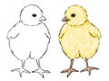 Digital watercolor chick and line silhouette hand drawn illustration set. Small yellow newborn baby chicken. Tiny fluffy