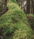 Digital watercolor painting of climbers in dead forest.  Digital art.  Beautiful nature painting.  Abstract Nature Wallpaper Royalty Free Stock Photo