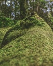 Digital watercolor painting of climbers in dead forest.  Digital art.  Beautiful nature painting.  Abstract Nature Wallpaper Royalty Free Stock Photo