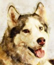 Watercolor painting illustration of Husky dog portrait