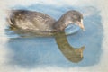 Digital watercolor painting of a single juvenile Coot