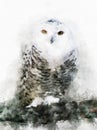 Watercolor painting illustration of snowy owl Royalty Free Stock Photo
