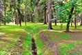 Beautiful pine park with ancient trees on a sunny summer day