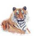 Digital Watercolor Painting Of Tiger