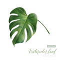 Digital watercolor painting tropical Monstera Deliciosa Leaf 2