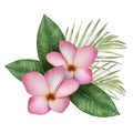 Digital watercolor painting with tropical pink Frangipani flowers and palm leaves Royalty Free Stock Photo