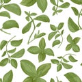 Digital watercolor seamless herbal pattern on white background. Fresh green basil branches. Italian mediterranean Royalty Free Stock Photo