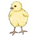 Digital watercolor yellow chick. Young chicken isolated on white background. Cute baby bird illustration for design Royalty Free Stock Photo