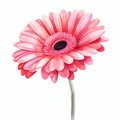 Realistic Watercolor Gerbera Flower Illustration On White Background