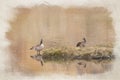 Digital watercolour painting of Canada Geese at Llyn Cwmorthin, Blaenau Ffestiniog