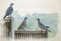 Digital watercolour painting of common wood pigeons, Columba palumbus perching on a fence in a UK garden Royalty Free Stock Photo