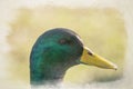 Digital watercolour painting of a Drake Mallard dabbling duck, Anas platyrhynchos closeup and in profile