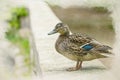 A digital watercolour painting of a female Mallard dabbling duck standing on a wall