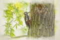Digital watercolour painting of a Great Spotted Woodpecker, Dendrocopos major on a tree